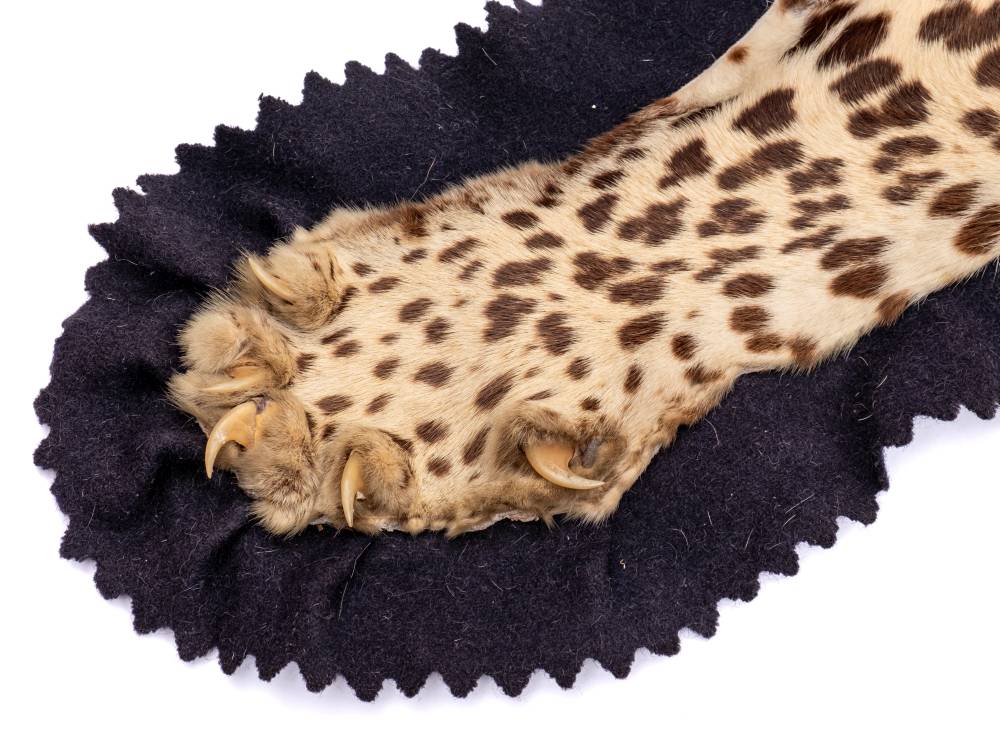 A taxidermy leopard skin by Van Ingen & Van Ingen, - Image 4 of 6