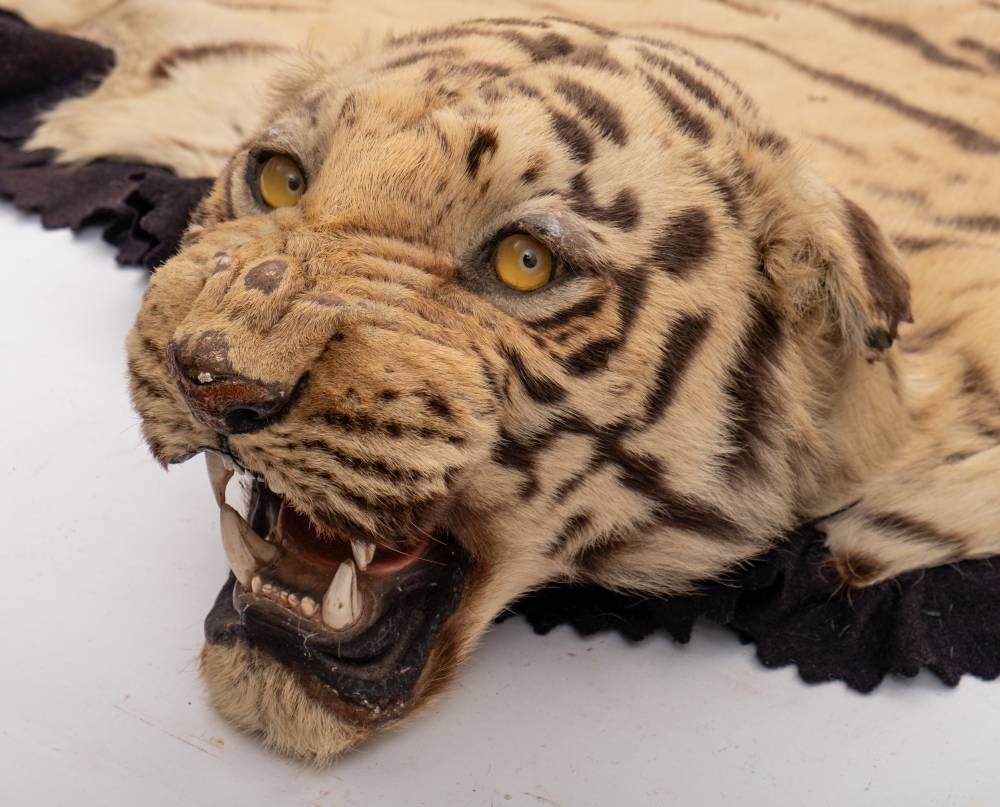 A pair of taxidermy Tiger skin (Panthera tigris) rugs by Van Ingen & Van Ingen, - Image 8 of 11