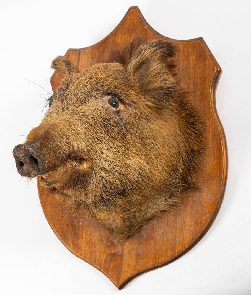 A taxidermy boars head on wooden shield plinth: 65cm high. - Image 2 of 2