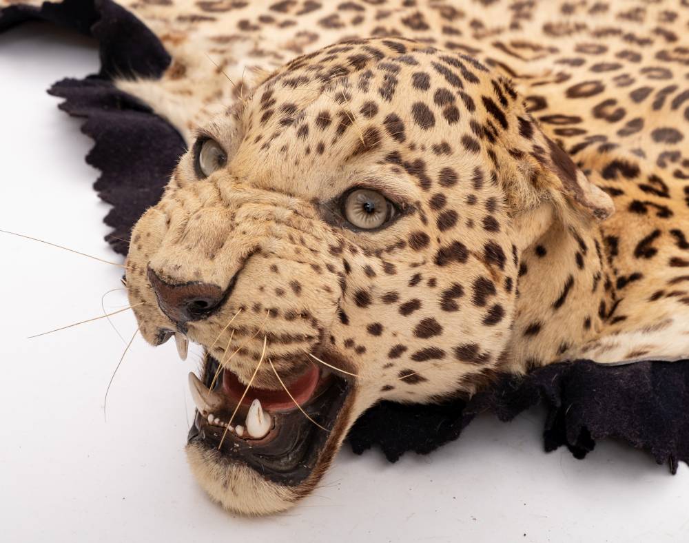 A taxidermy leopard skin by Van Ingen & Van Ingen, - Image 3 of 6