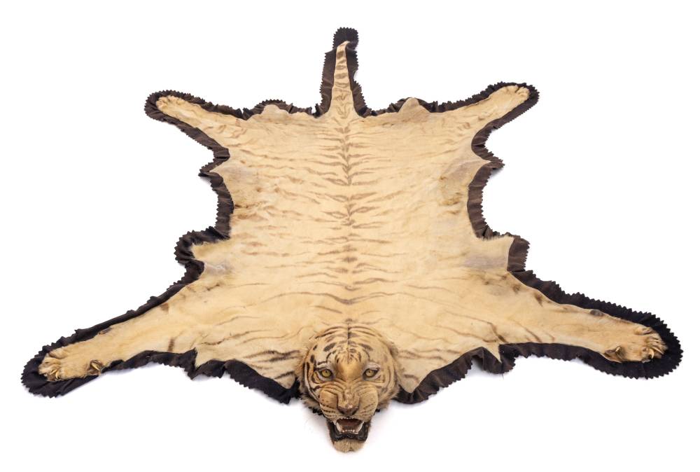 A pair of taxidermy Tiger skin (Panthera tigris) rugs by Van Ingen & Van Ingen,