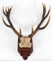 A set of eleven point antlers with skull mount in a wooden plaque,