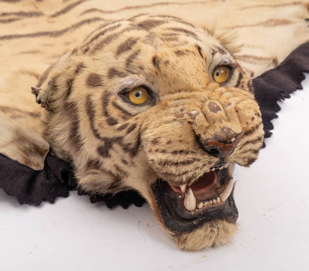 A pair of taxidermy Tiger skin (Panthera tigris) rugs by Van Ingen & Van Ingen, - Image 7 of 11