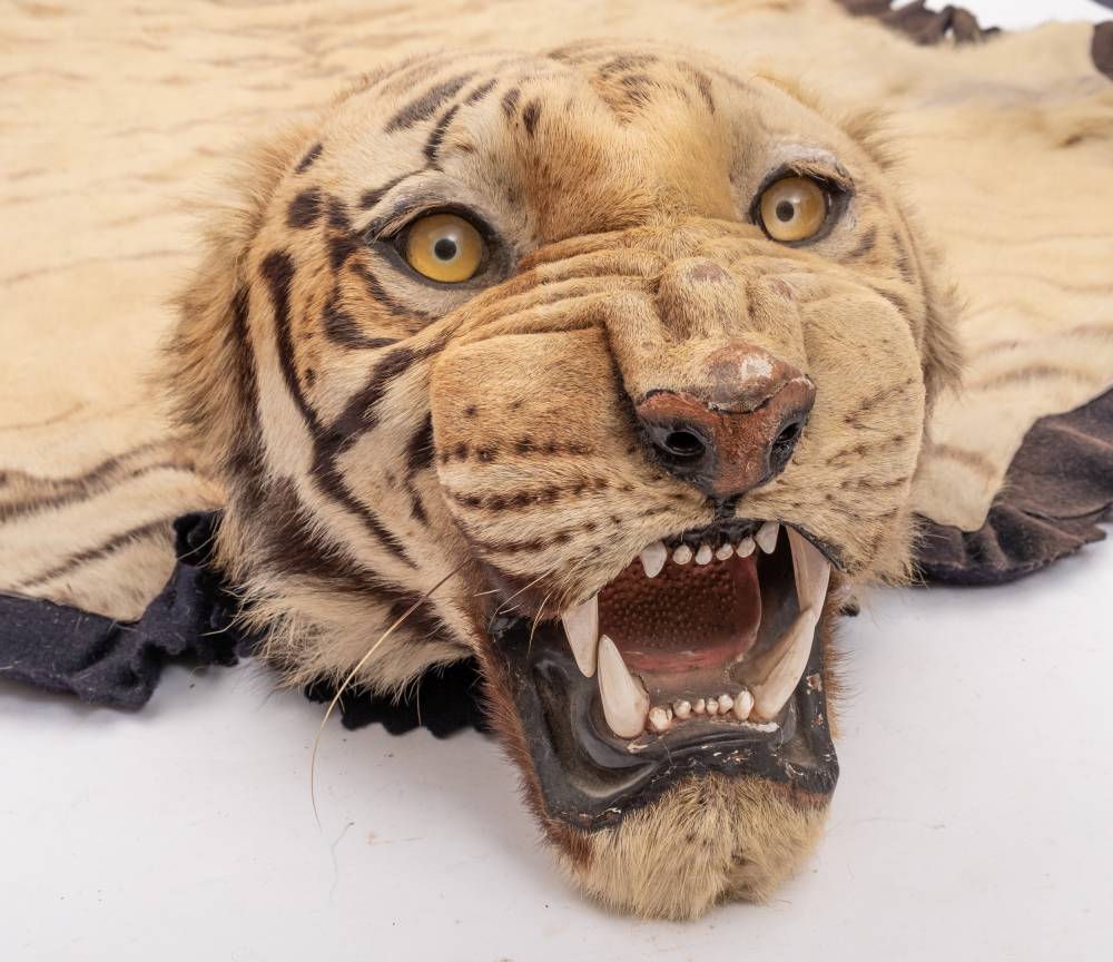 A pair of taxidermy Tiger skin (Panthera tigris) rugs by Van Ingen & Van Ingen, - Image 3 of 11