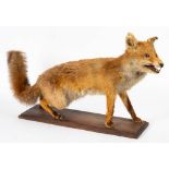 A full mount taxidermy fox on wooden plinth: 51 x 94cm