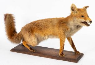 A full mount taxidermy fox on wooden plinth: 51 x 94cm