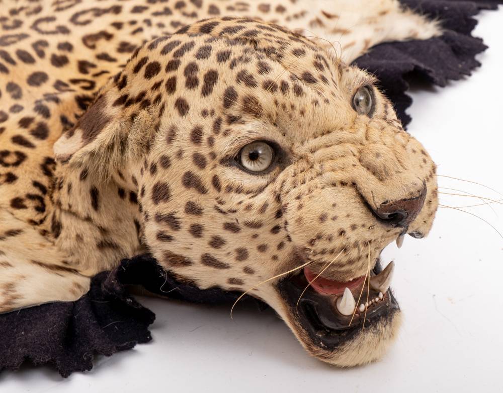 A taxidermy leopard skin by Van Ingen & Van Ingen, - Image 2 of 6