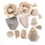 A small collection of fossilized shells and sponges: