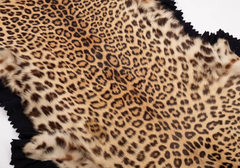 A taxidermy leopard skin by Van Ingen & Van Ingen, - Image 5 of 6