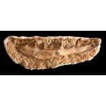 A Mosasaur jaw bone section,: late Cretaceous period, 55cm long.