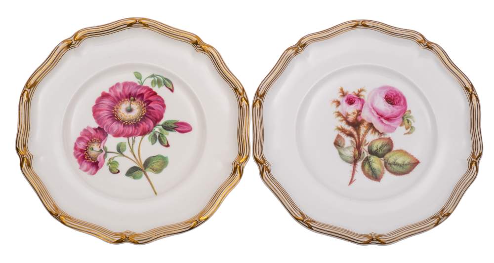 A pair of Davenport porcelain botanical plates: painted with 'Calanarinia Discolor' and a pink rose