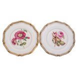 A pair of Davenport porcelain botanical plates: painted with 'Calanarinia Discolor' and a pink rose