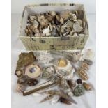 A box of vintage sea shells and coral in varying shapes, colours, sizes and conditions. To