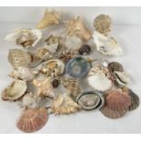 A collection of larger vintage sea shells in varying sizes and shapes. To include: Cowrie,