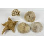 4 pieces of vintage white coral to include mushroom coral. Together with a large starfish. Largest