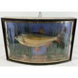 An antique taxidermy Roach fish in a curved glass front presentation case with inscription to front.