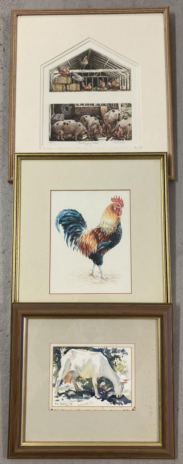 3 framed & glazed pictures of farmyard animals. Comprising: a signed watercolour of a Maltese Goat