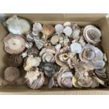 A large collection of vintage sea shells in varying sizes, shapes and colours. To include: Oyster,