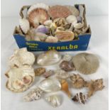 A box of vintage sea shells and coral in varying shapes , sizes and colours. To include: scallop,