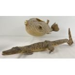 An antique taxidermy Puffa Fish together with antique taxidermy Caiman. Puffa Fish approx. 12 x