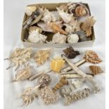 A collection of vintage sea shells and coral pieces. To include: murex, razor, conch, clam and