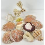 A small collection of vintage sea shells and coral pieces. To include: clam, Murex and branch coral.