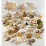 A collection of vintage seashells in varying shapes sizes and varieties. To include: murex, conch,