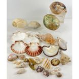 A collection of vintage sea shells in varying sizes and colours. To include: Oyster, Clam, Murex,