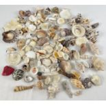 A collection of vintage sea shell and coral pieces in various style and sizes. To include: branch