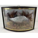 A vintage taxidermy cased Red Bellied Piranha fish with foliage, in a bow fronted glass cabinet.