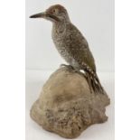 A vintage taxidermy Green Woodpecker mounted on a part tree stump base. Total height approx. 24cm