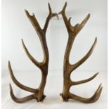 A pair of mature stag deer antlers with a number of tines to each. Approx. 74cm long.