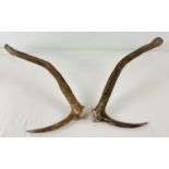 A small pair of deer antlers with brow tine. Approx. 44cm long.