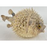 An antique white and speckled taxidermy Puffer Fish. Approx. 21 x 38 cm.