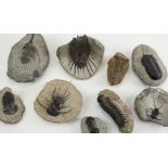Fossilien: Konvolut von neun versteinerten Tieren.