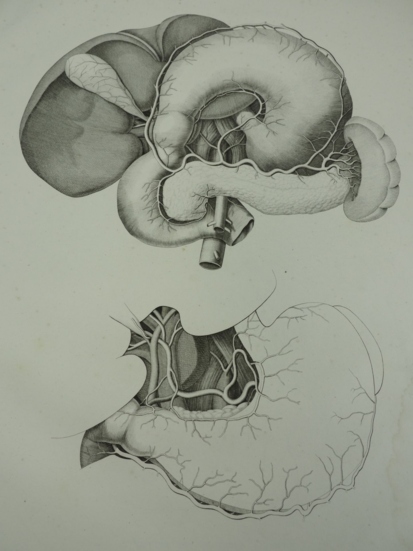 Oesterreicher, München: 'Anatomische Steinstiche'.  - Bild 3 aus 3