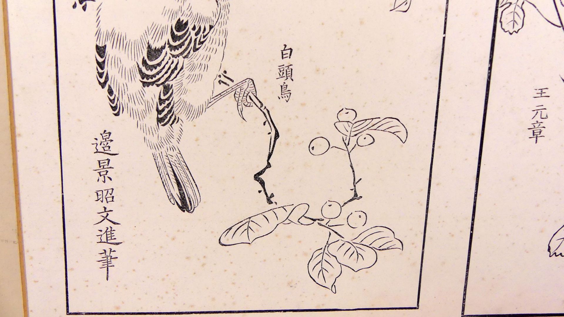 Alte japanische Grafik, "Vogel mit Eichhörnchen", - Image 2 of 3