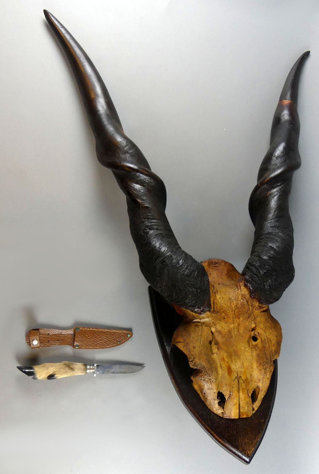 Geweih einer Antilope, Länge ca. 90 cm und ein Jagdmesser
