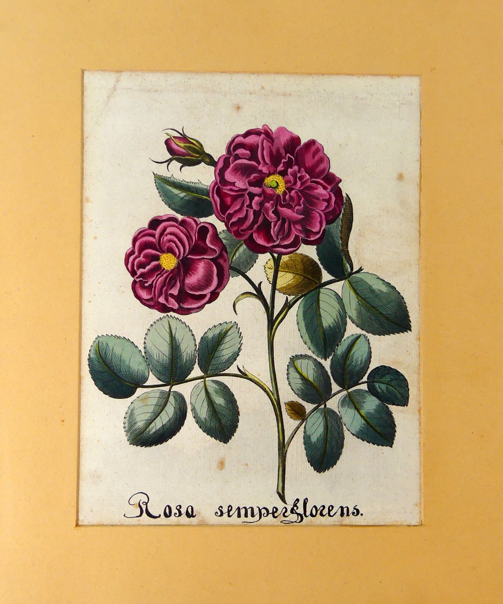 PIERRE-JOSEPH REDOUNTE (1759-1840), "Rosa Semperflorens",