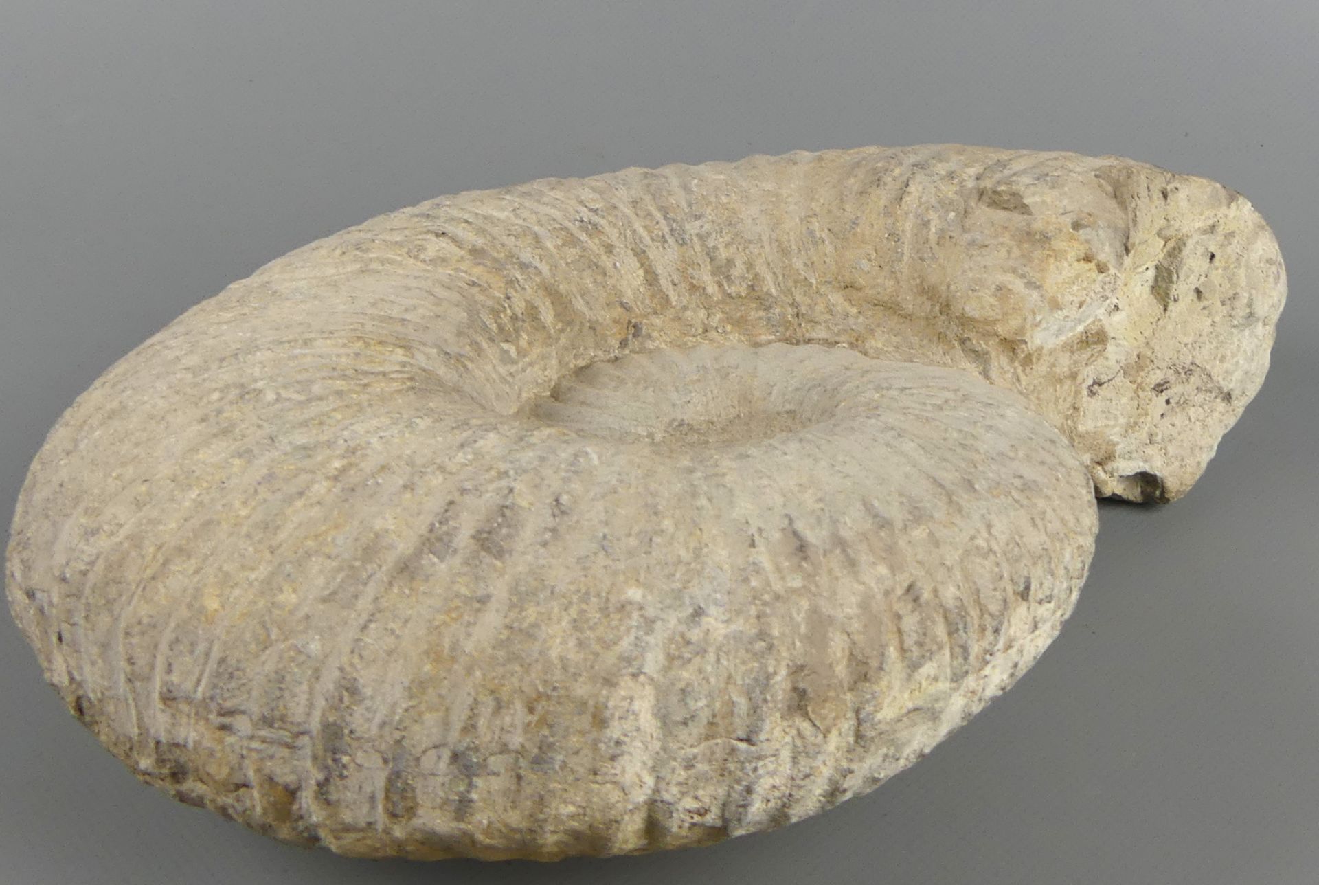 "Ammonit", Versteinerung, ca. 26 x 20 cm - Bild 3 aus 3