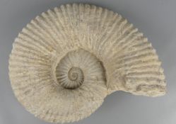"Ammonit", Versteinerung, ca. 26 x 20 cm
