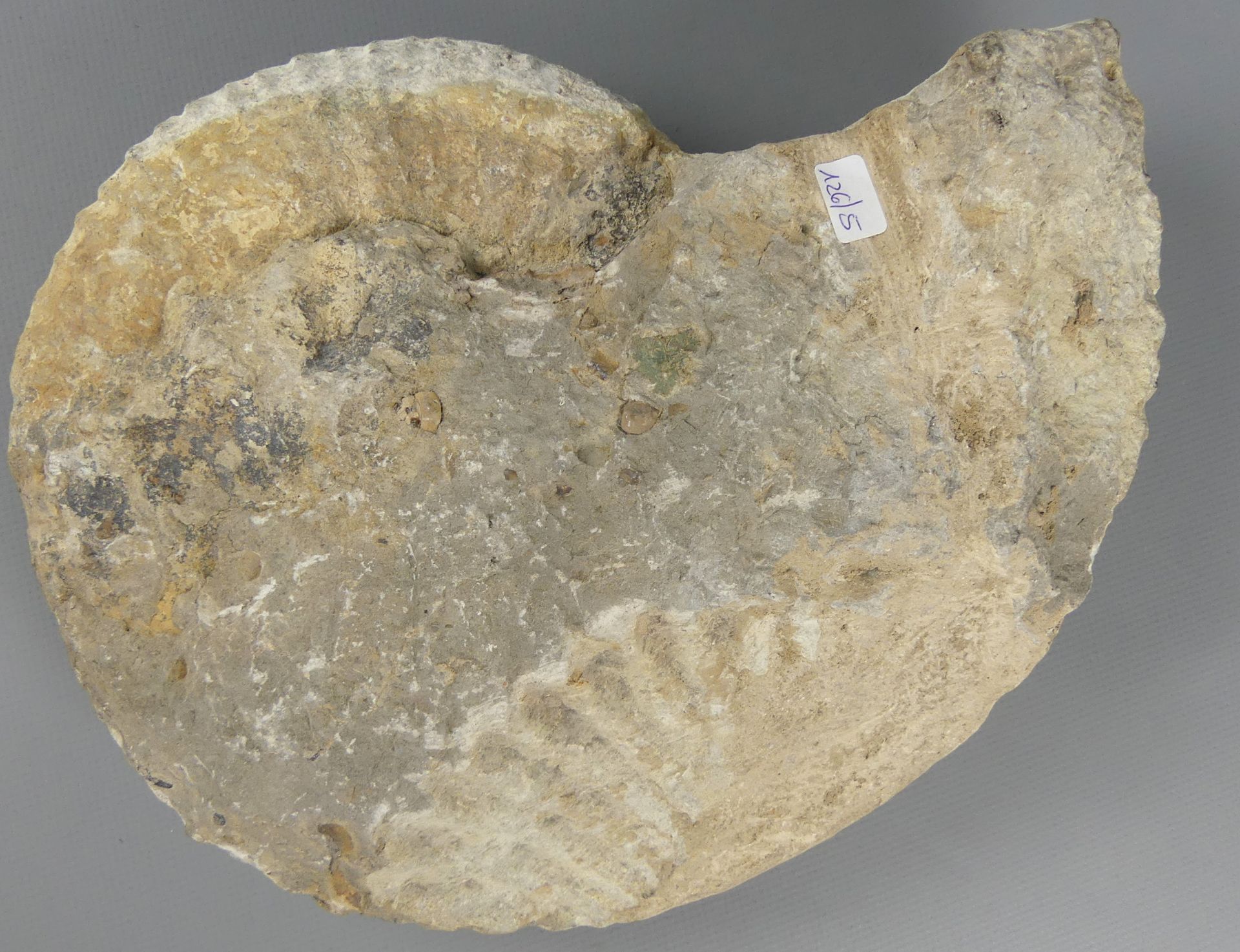 "Ammonit", Versteinerung, ca. 26 x 20 cm - Bild 2 aus 3