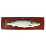 20th Century half model of a Trophy Salmon, in grey and white paint backed onto a mahogany board,