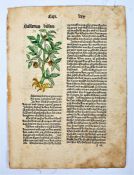 Germany- very early herbal, 1489, a fine example of early printing, being a hand-coloured leaf