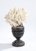 A Curiosity, a section of white coral mounted on a turned pedestal, 31cm high