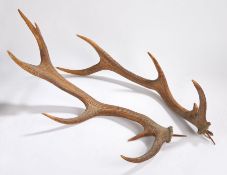 Pair of Deer antlers, 76cm long, (2)