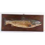 A 20th Century primitive carved fish trophy, of a trout on a rectangular board, 56cm x 22cm