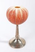 Silver mounted shell specimen, the urchin shell mounted on a tapering stem and flared loaded foot,