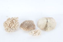Four pieces of various coral (4)