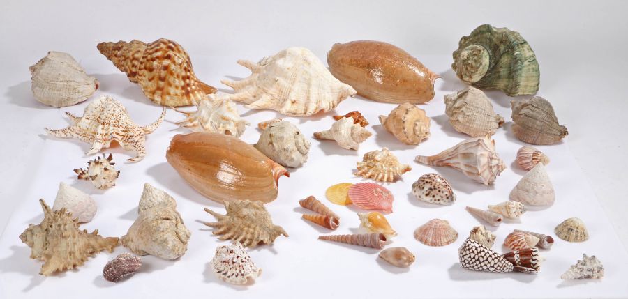 Collection of shells, various sizes and types, (qty)